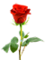 ROSE.png